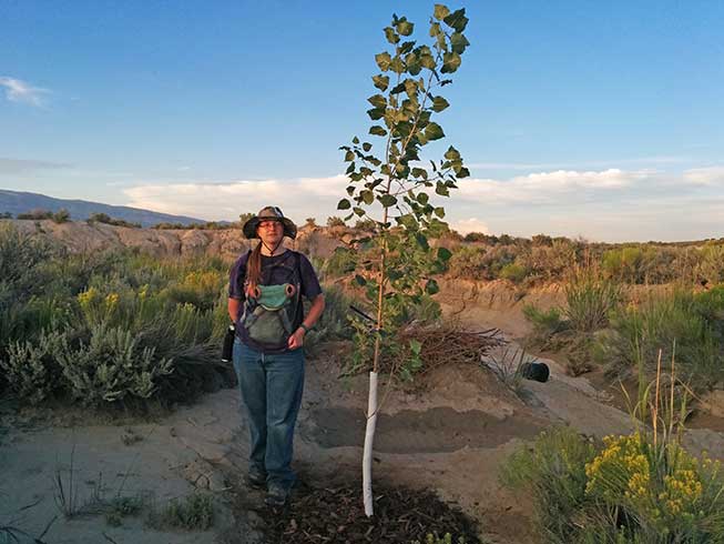 Cottonwood